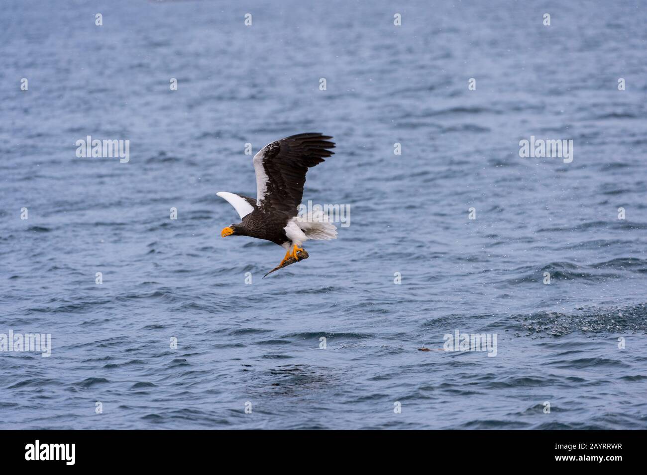 Un aigle de mer de Steller (Haliaetus pelagicus) attrape un poisson de la mer au large de la petite ville de Rausu, qui est située à l'extrémité est du Banque D'Images