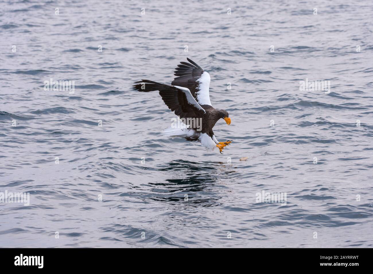 Un aigle de mer de Steller (Haliaetus pelagicus) attrape un poisson de la mer au large de la petite ville de Rausu, qui est située à l'extrémité est du Banque D'Images