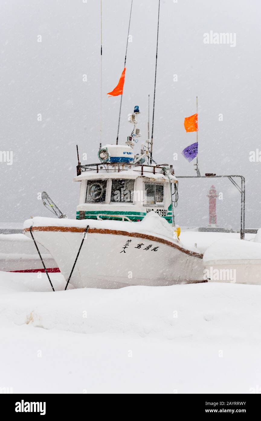 Arraché dans des bateaux de pêche près de la petite ville de Rausu, située à l'extrémité est de la péninsule de Shiretoko, sur l'île d'Hokkaido, au Japon. Banque D'Images