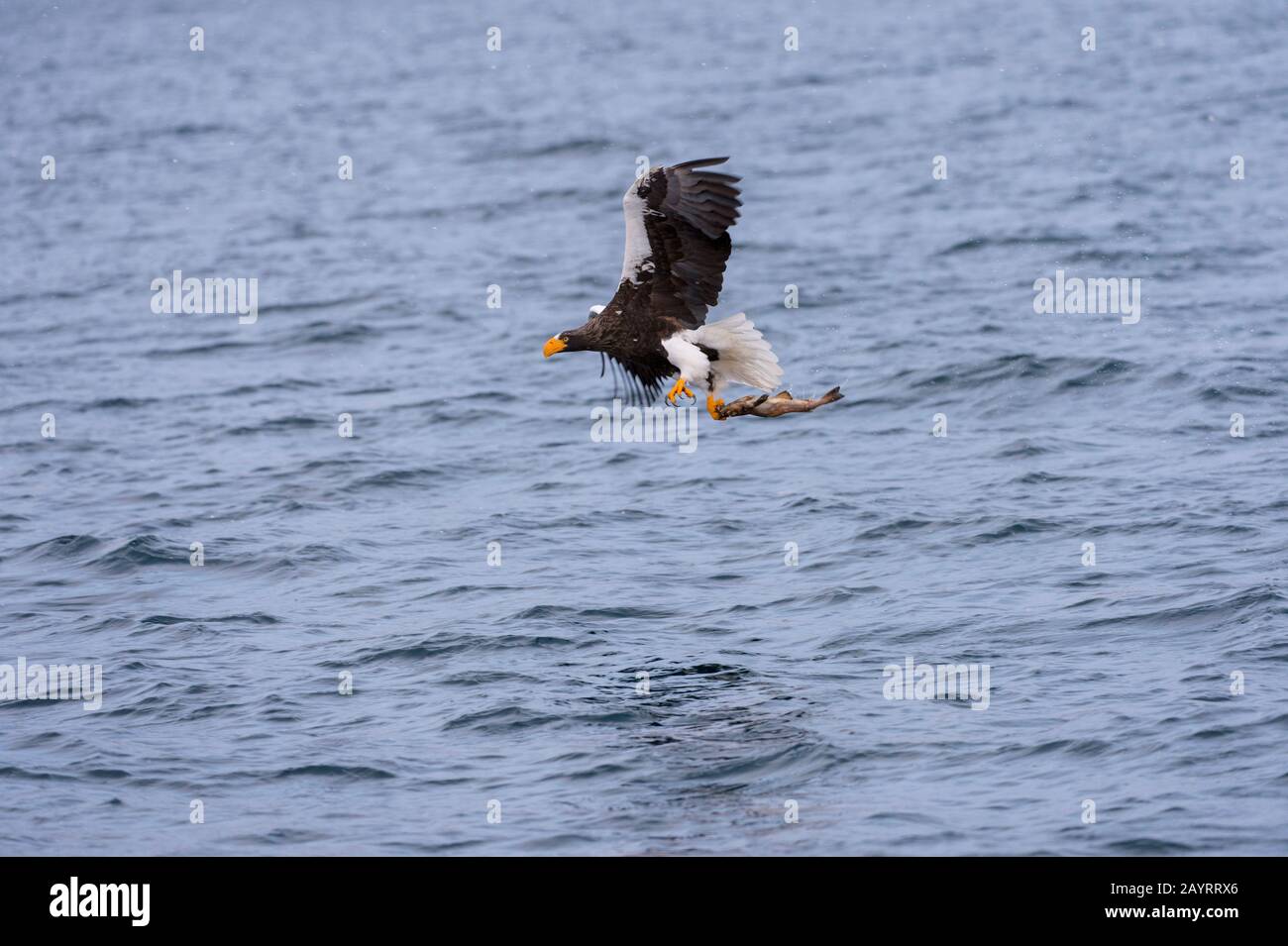 Un aigle de mer de Steller (Haliaetus pelagicus) attrape un poisson de la mer au large de la petite ville de Rausu, qui est située à l'extrémité est du Banque D'Images