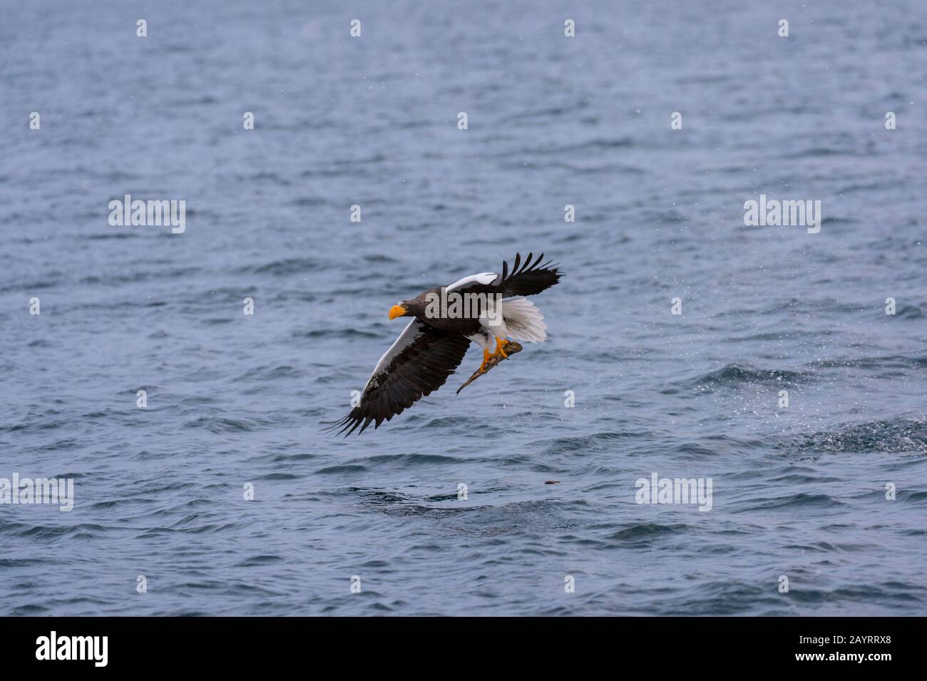 Un aigle de mer de Steller (Haliaetus pelagicus) attrape un poisson de la mer au large de la petite ville de Rausu, qui est située à l'extrémité est du Banque D'Images