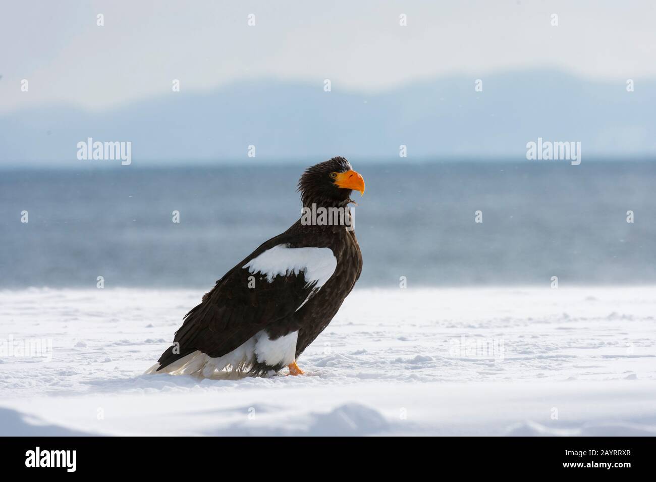 Un aigle de mer de Steller (Haliaetus pelagicus) avec un poisson près de Rausu, une petite ville de pêche située à l'extrémité est de la péninsule de Shiretoko Banque D'Images