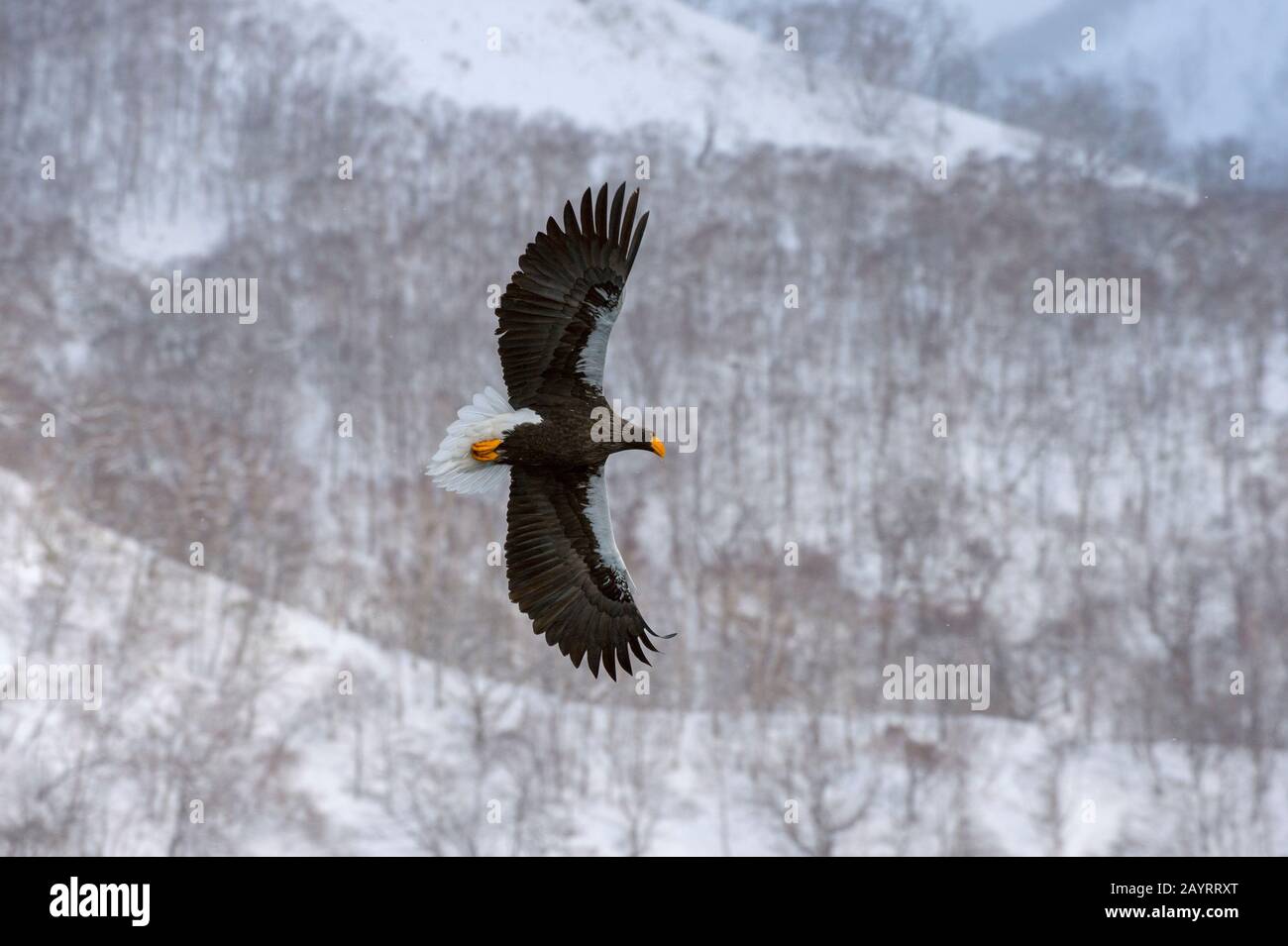 Un aigle de mer de Steller (Haliaetus pelagicus) vole au-dessus de la mer pour chasser les poissons au large de la petite ville de Rausu, qui est située à l'est de l'est Banque D'Images