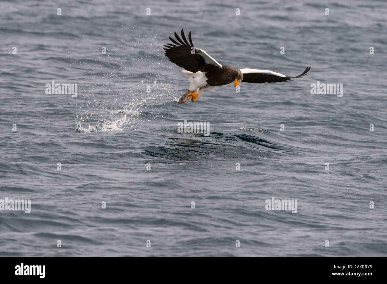 Un aigle de mer de Steller (Haliaetus pelagicus) attrape un poisson de la mer au large de la petite ville de Rausu, qui est située à l'extrémité est du Banque D'Images