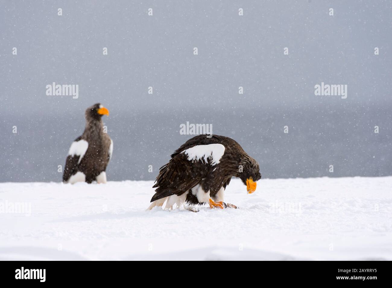 Les aigles de mer de Steller (Haliaetus pelagicus) sur l'alimentation en neige de poissons près de Rausu, une petite ville de pêche située à l'extrémité est du Shiretoko Banque D'Images