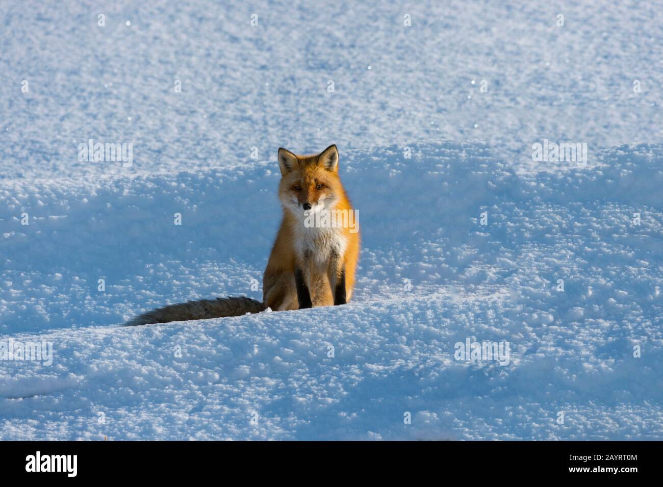 Un renard rouge (Vulpes vulpes) est assis sur la neige en hiver dans le parc national d'Abashiri Shiretoko (site classé au patrimoine mondial de l'UNESCO), dans la péninsule de Shiretoko à Ho Banque D'Images