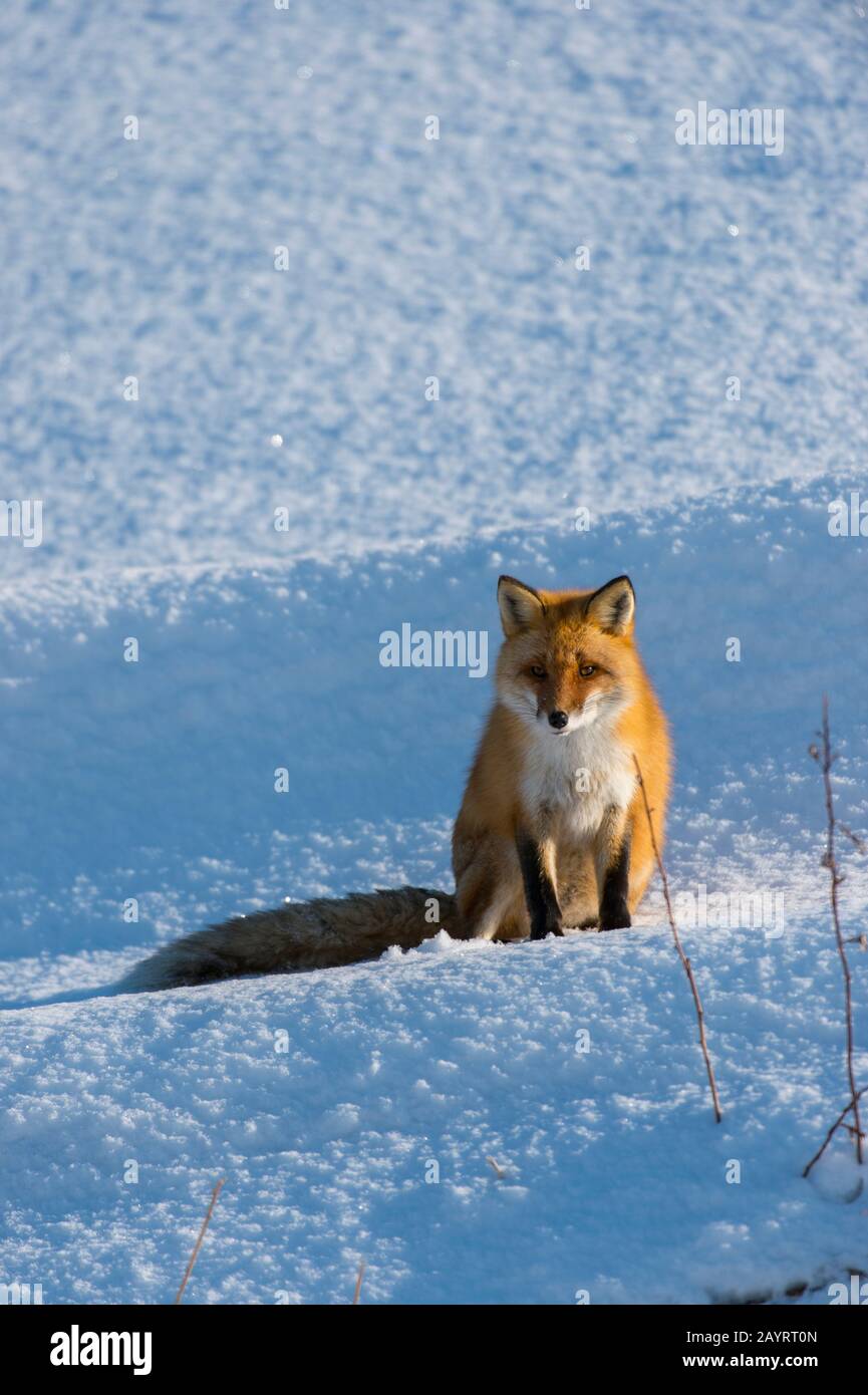 Un renard rouge (Vulpes vulpes) est assis sur la neige en hiver dans le parc national d'Abashiri Shiretoko (site classé au patrimoine mondial de l'UNESCO), dans la péninsule de Shiretoko à Ho Banque D'Images