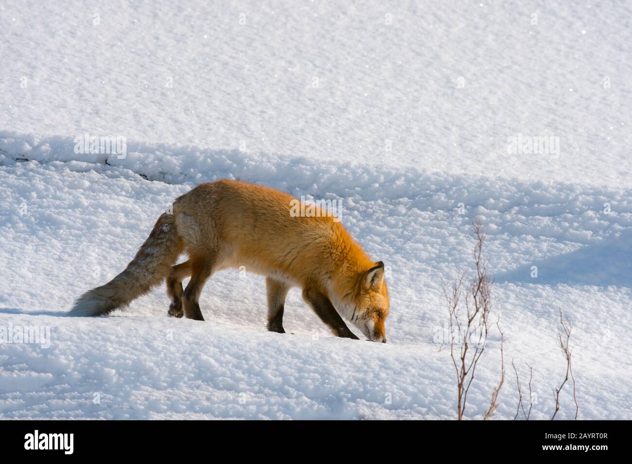 Un renard rouge (Vulpes vulpes) neige en hiver dans le parc national d'Abashiri Shiretoko (site classé au patrimoine mondial de l'UNESCO), dans la péninsule de Shiretoko Banque D'Images