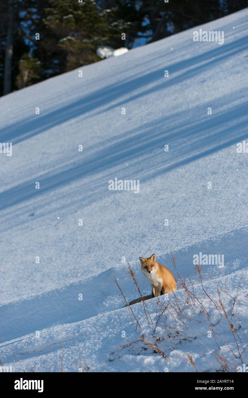 Un renard rouge (Vulpes vulpes) est assis sur la neige en hiver dans le parc national d'Abashiri Shiretoko (site classé au patrimoine mondial de l'UNESCO), dans la péninsule de Shiretoko à Ho Banque D'Images