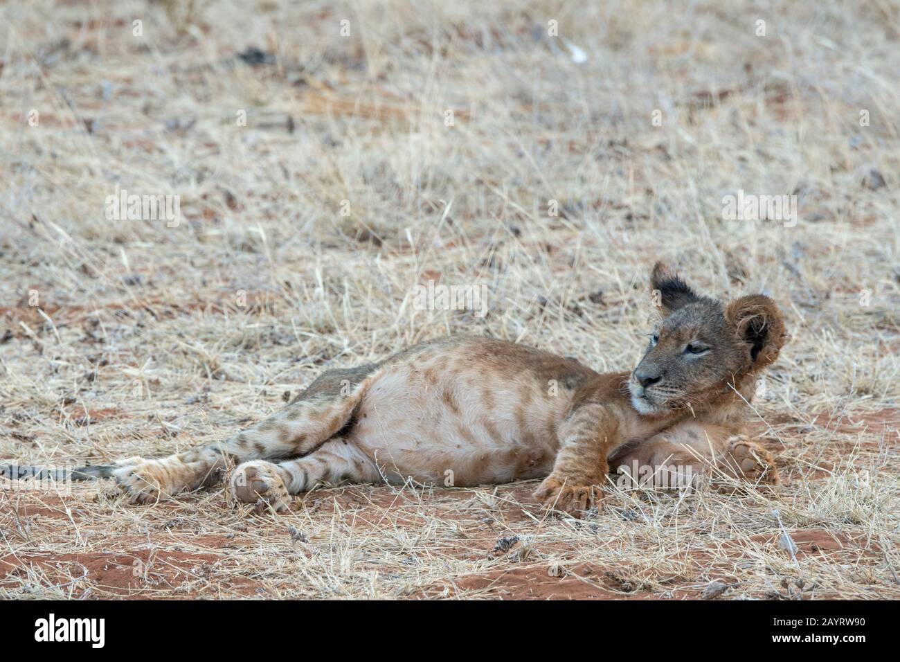 un lion (Panthera leo) cub avec un ventre plein après avoir allaité à un zébra tuer dans la Réserve nationale de Samburu au Kenya. Banque D'Images