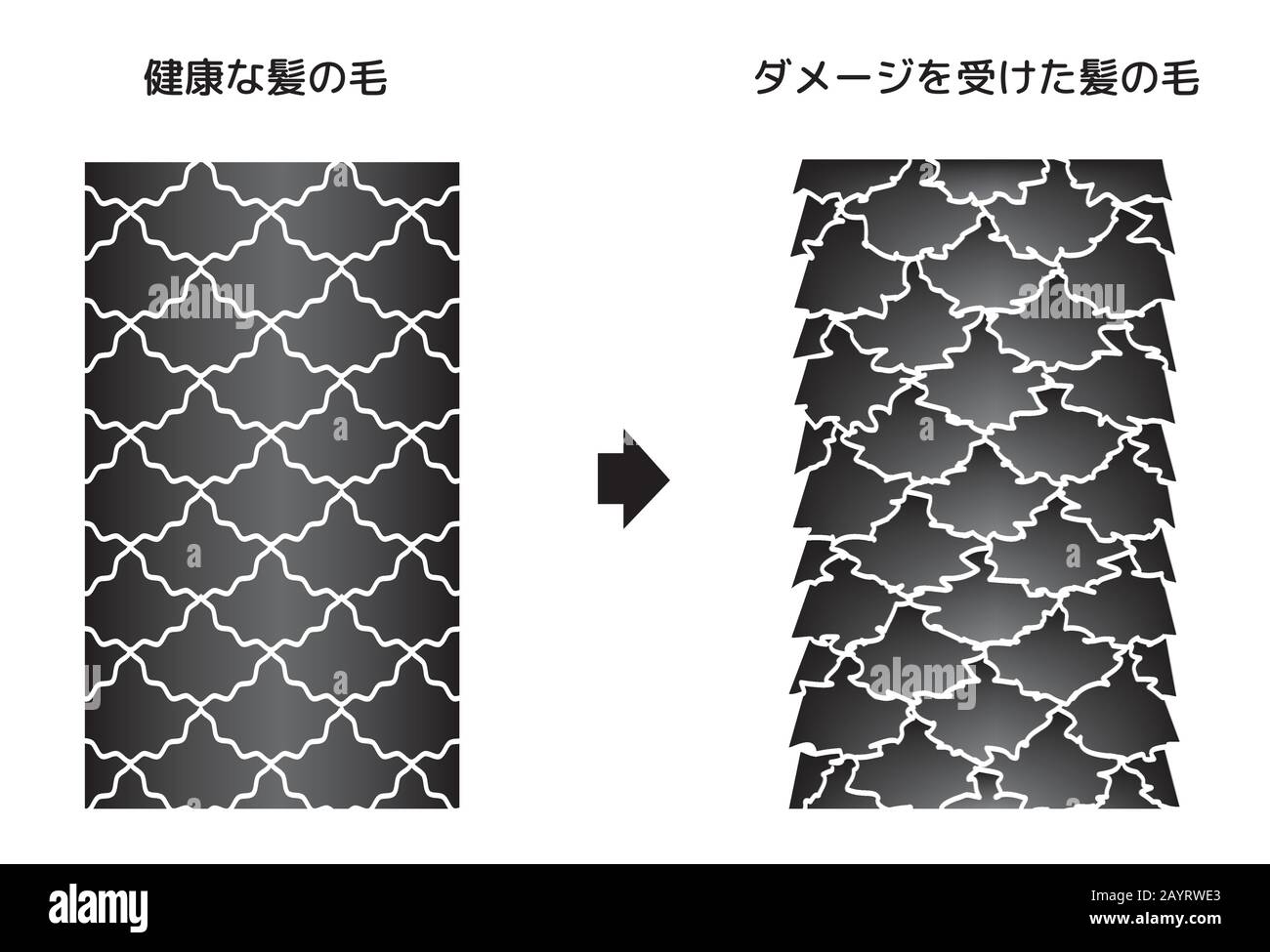 Illustration de comparaison de cheveux sains et de cheveux endommagés. (Japonais) Illustration de Vecteur
