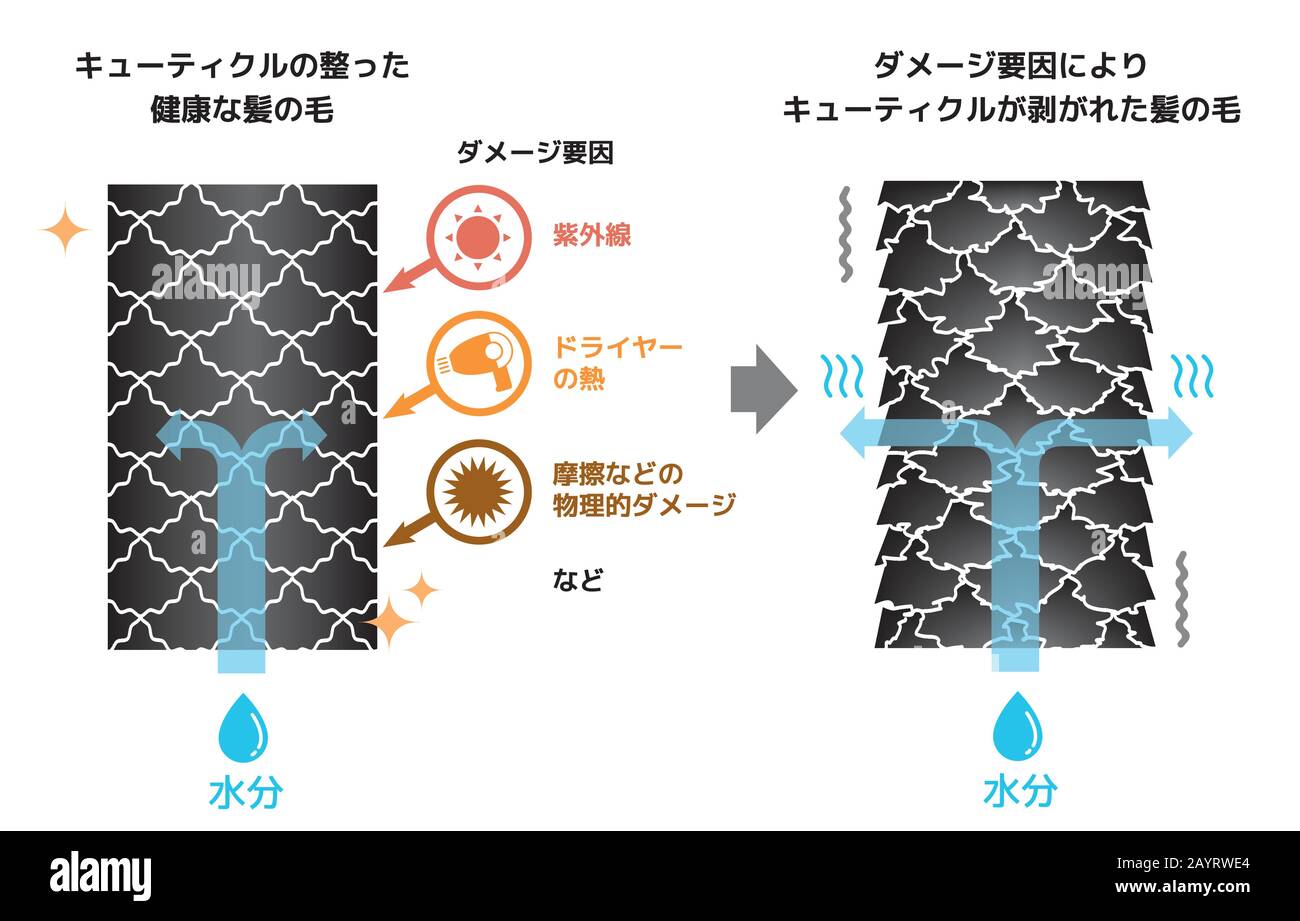 Illustration de comparaison de cheveux sains et de cheveux endommagés. (Japonais) Illustration de Vecteur