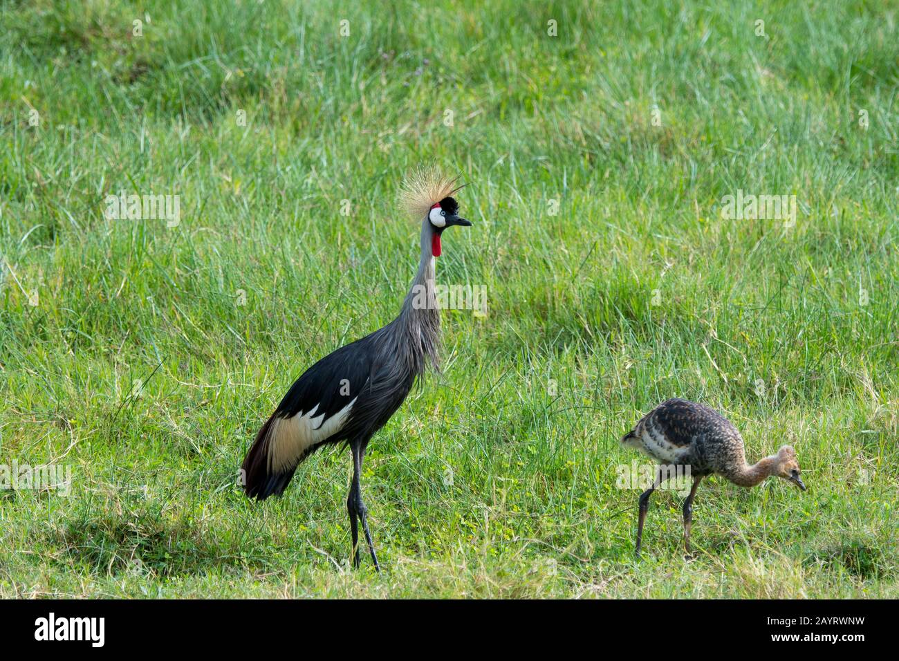 Une grue couronnée (Balearica régulorum) et son poussin sont à la recherche de nourriture dans un marais de La OL Pejeta Conservancy au Kenya. Banque D'Images