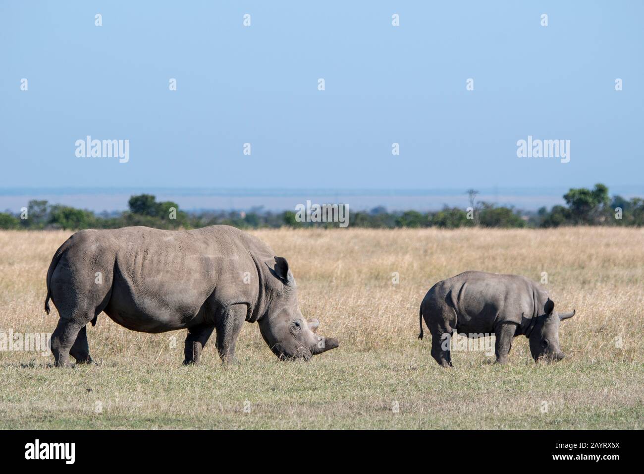 Une mère et un bébé ont mis en danger les rhinocéros blancs ou les rhinocéros à lèvre carrée (Ceratotherium simum), avec la kératine de la corne retirée pour empêcher le poach Banque D'Images