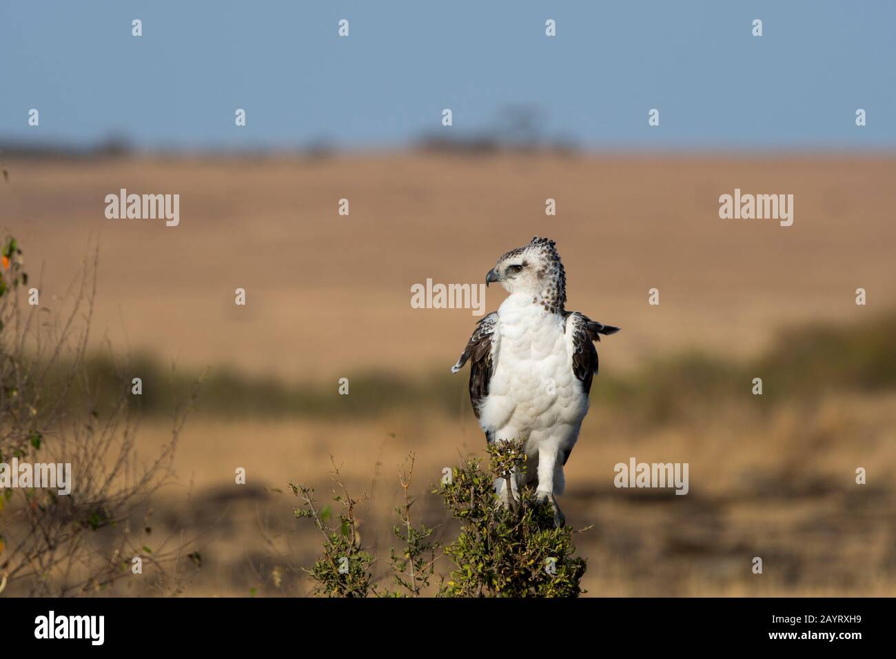 Un aigle Martial juvénile (Polemaetus bellicosus) est assis sur une souche d'un arbre dans la Réserve nationale de Masai Mara au Kenya. Banque D'Images