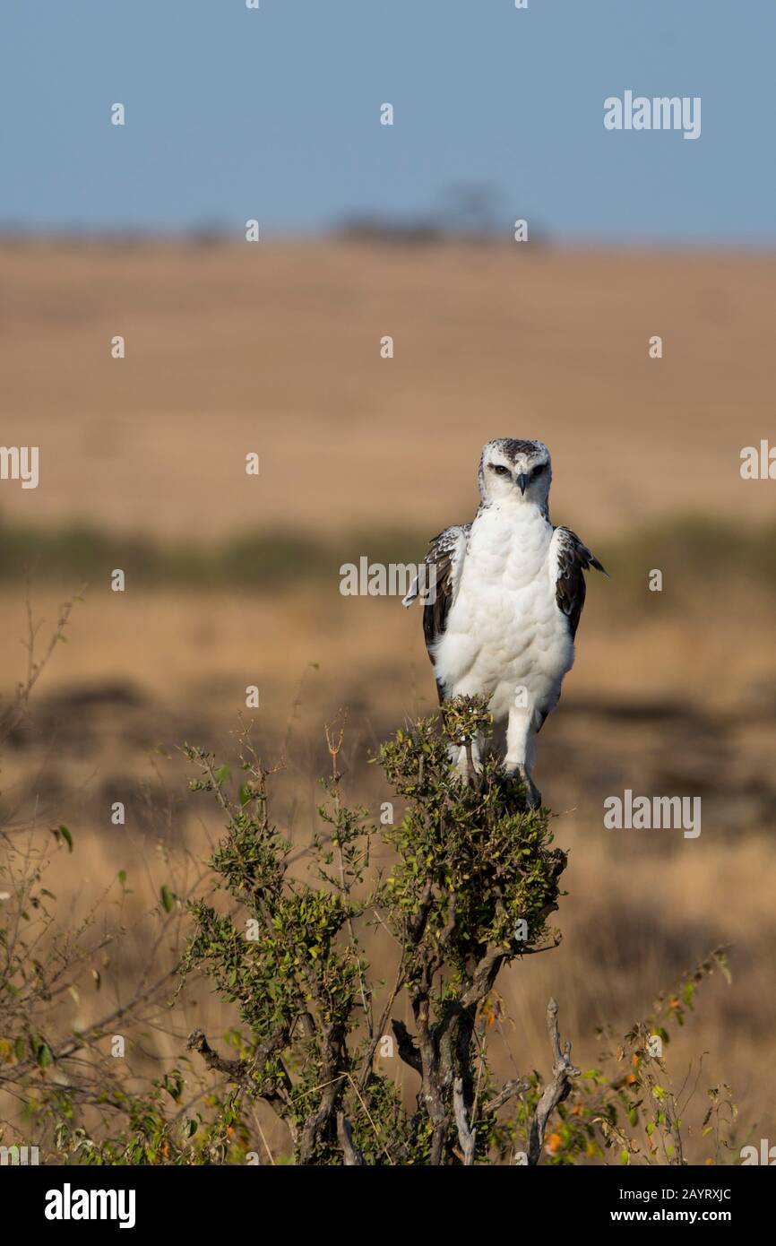 Un aigle Martial juvénile (Polemaetus bellicosus) est assis sur une souche d'un arbre dans la Réserve nationale de Masai Mara au Kenya. Banque D'Images