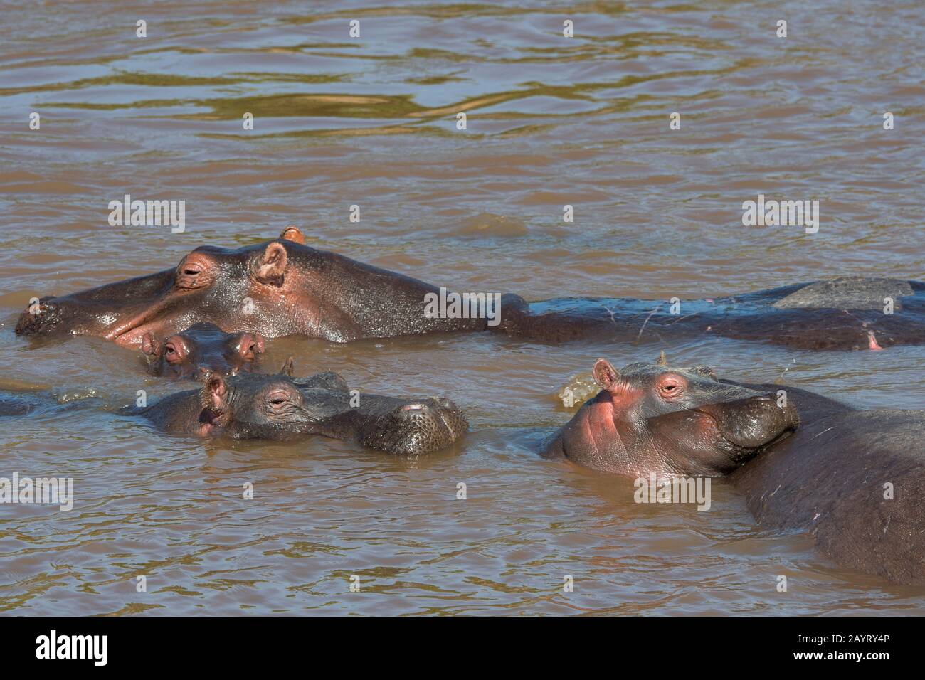 Un bébé hippopotame (Hippopotamus amphibie) repose sa tête sur le corps de sa mère dans la rivière Mara dans la Réserve nationale de Masai Mara au Kenya. Banque D'Images