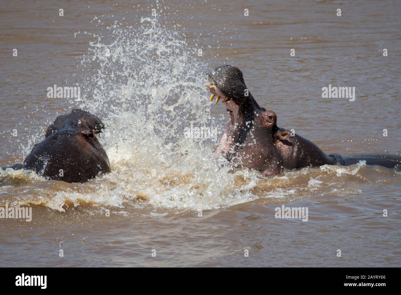 Deux hipos (Hippopotamus amphibie) se battent dans la rivière Mara dans la Réserve nationale de Masai Mara au Kenya. Banque D'Images