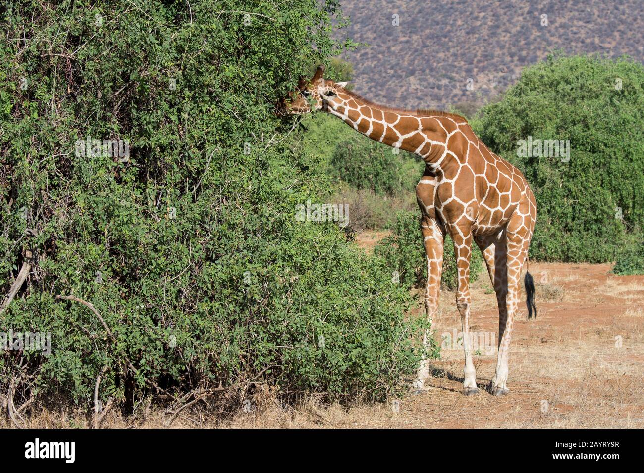 Une girafe réticulée (Giraffa reticulata) parcourt un arbre Dans la Réserve nationale de Samburu au Kenya. Banque D'Images