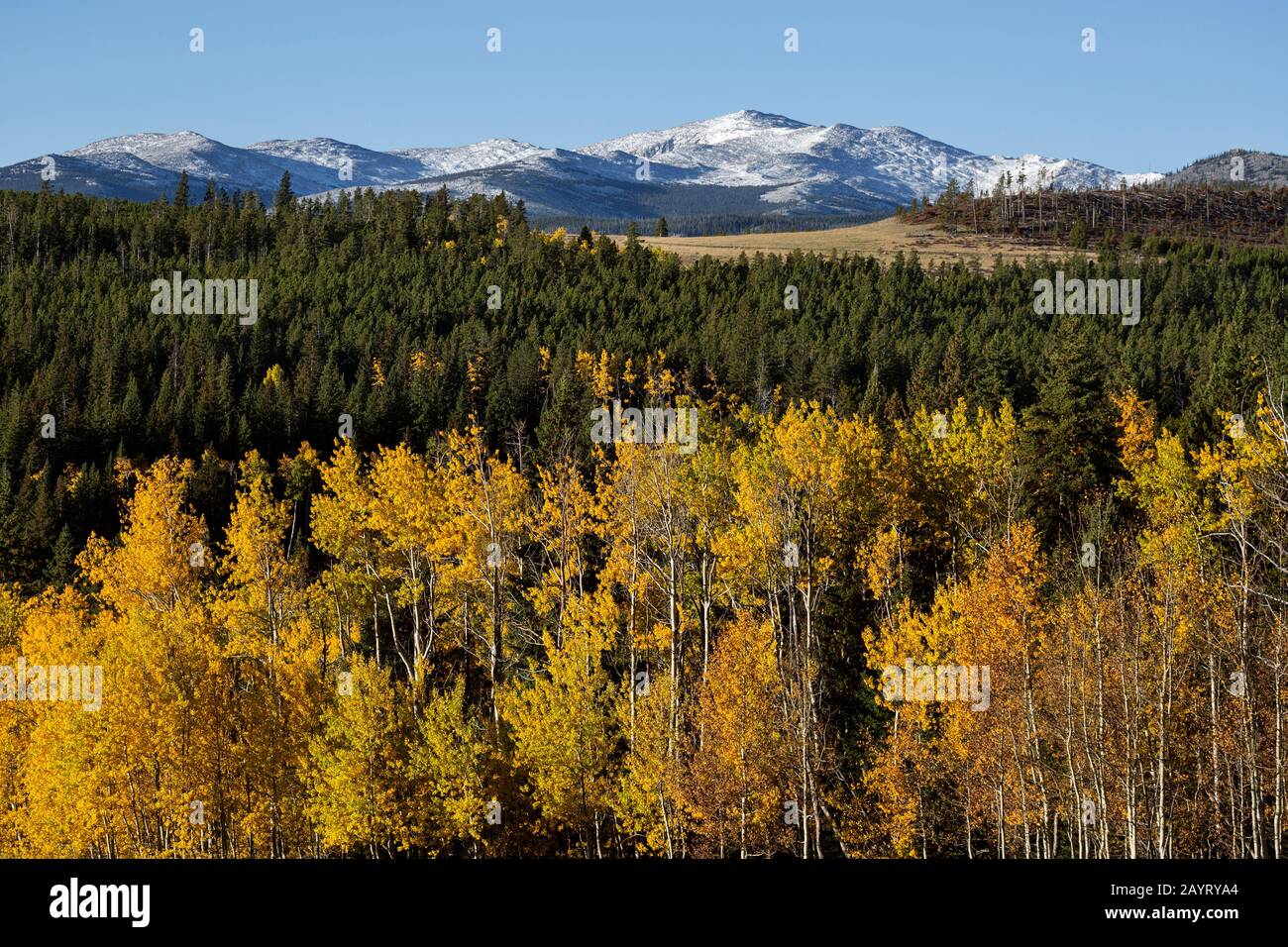 WY02475-00...WYOMING - les montagnes de Bighorn dans la forêt nationale de Bighorn depuis Circle Park Road. Banque D'Images