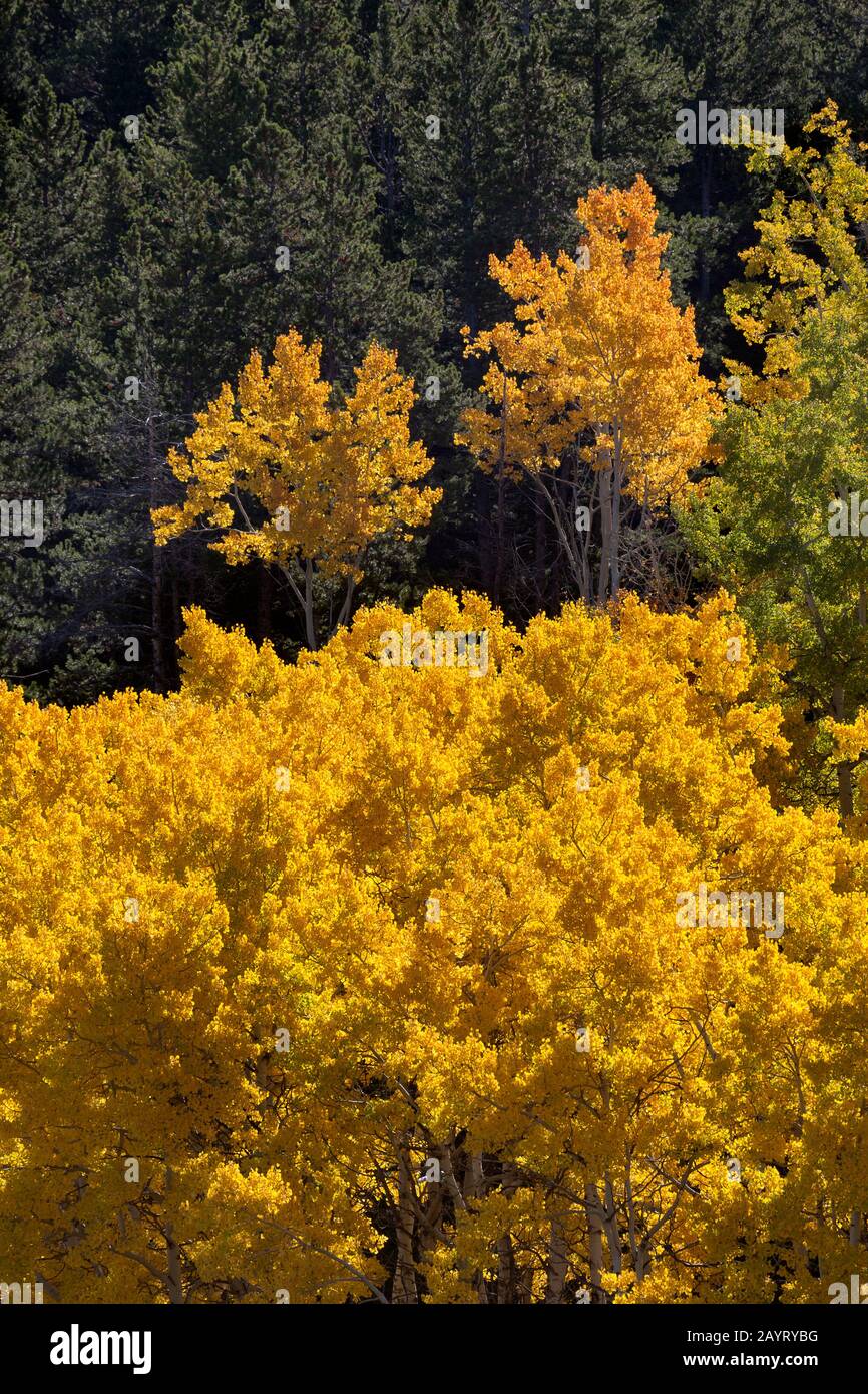 WY02472-00- arbres d'Aspen dans les Big Horn Mountains. Banque D'Images