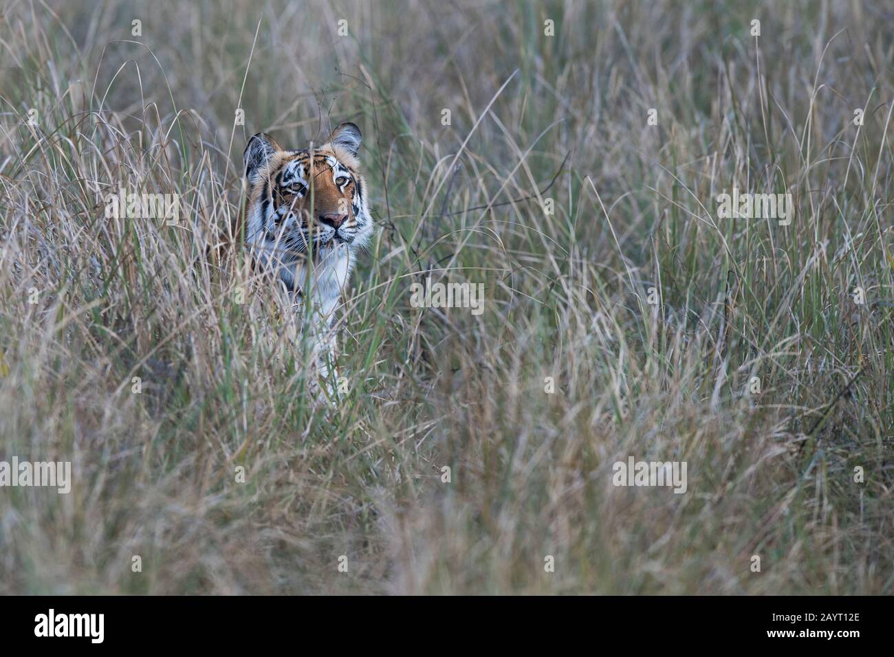 L'image du tigre masculin (Panthera tigris) a été prise dans le parc national Corbett, en Inde Banque D'Images