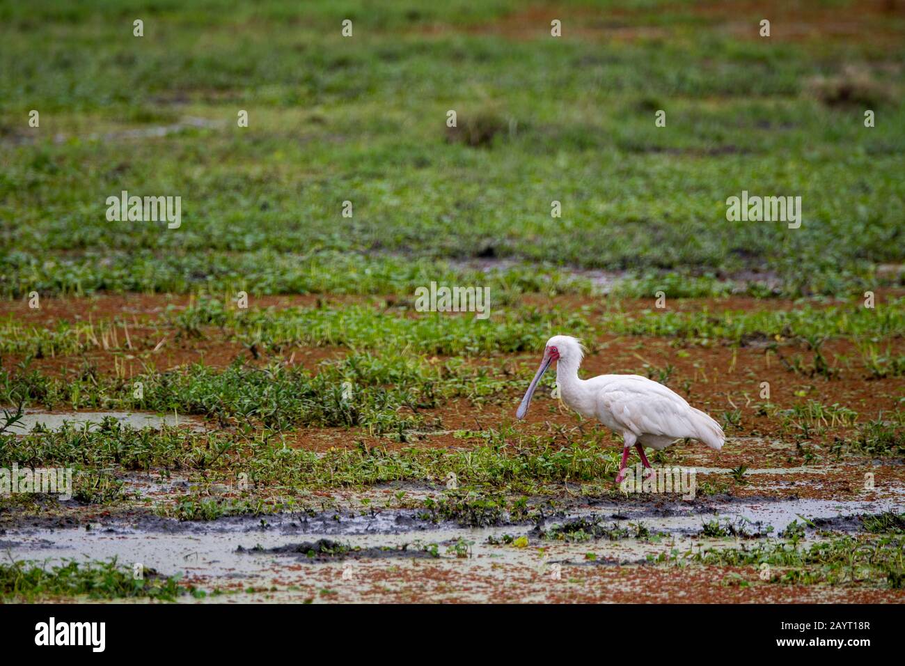 La spoonbill africaine (Platalea alba) est la pêche pour la nourriture dans un marais dans le parc national d'Amboseli, au Kenya. Banque D'Images