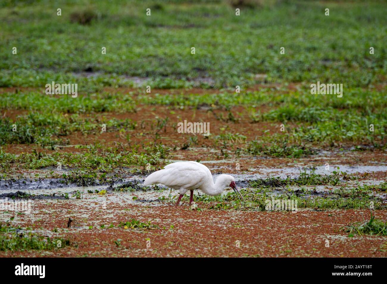 La spoonbill africaine (Platalea alba) est la pêche pour la nourriture dans un marais dans le parc national d'Amboseli, au Kenya. Banque D'Images