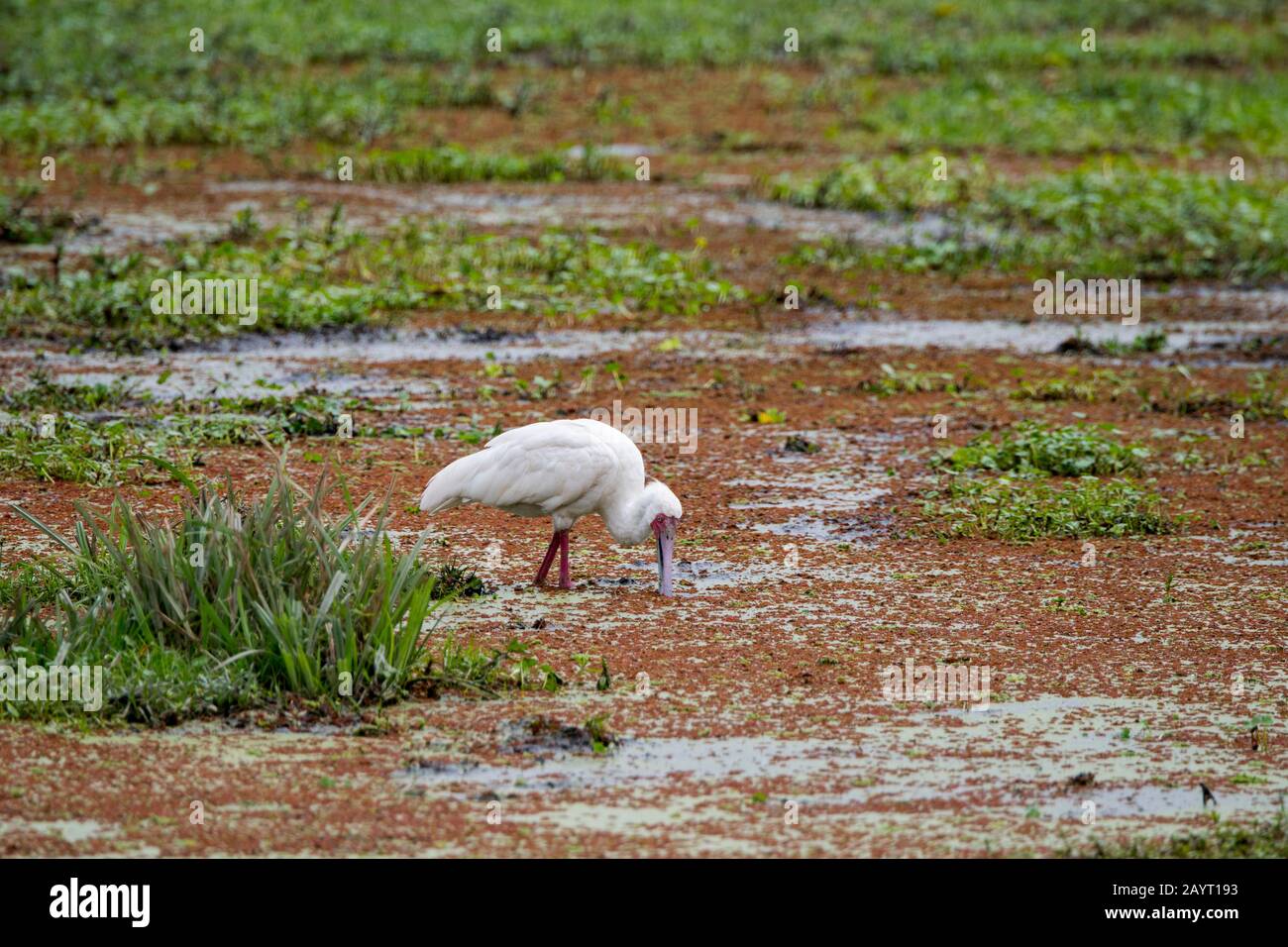 La spoonbill africaine (Platalea alba) est la pêche pour la nourriture dans un marais dans le parc national d'Amboseli, au Kenya. Banque D'Images