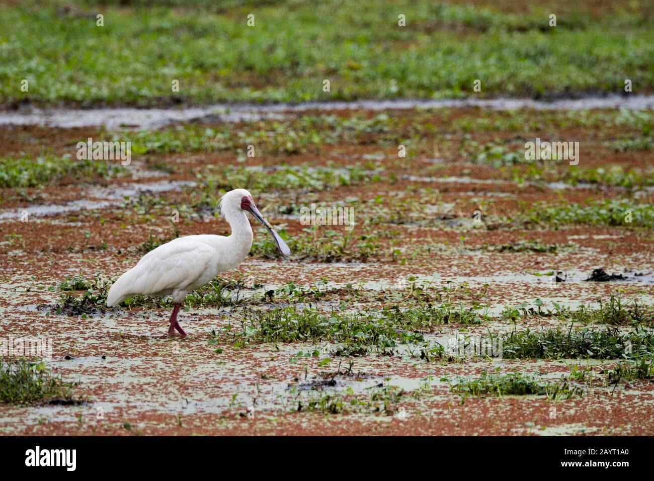 La spoonbill africaine (Platalea alba) est la pêche pour la nourriture dans un marais dans le parc national d'Amboseli, au Kenya. Banque D'Images