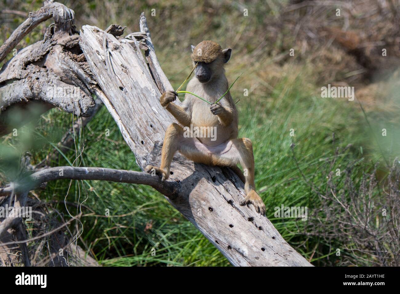 Un babouin jaune (Papio cynocephalus) juvénile dans le parc national d'Amboseli, au Kenya. Banque D'Images