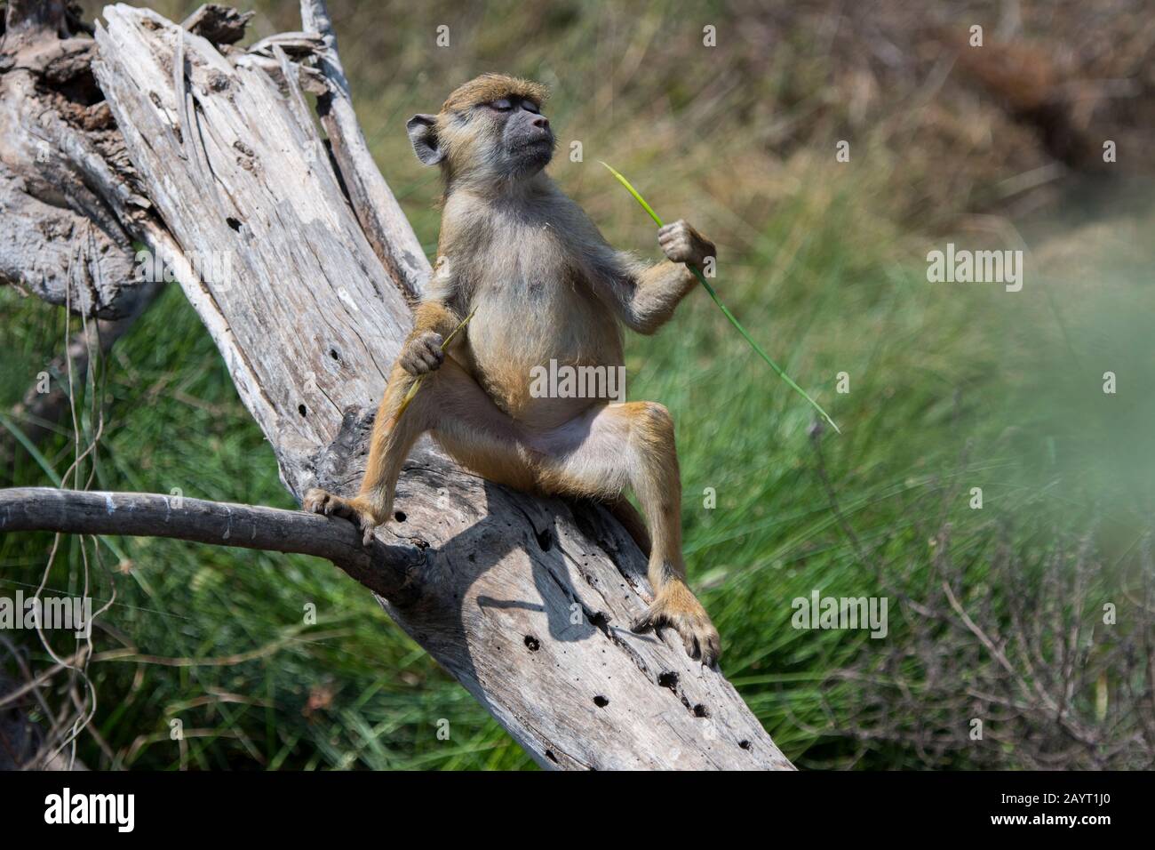 Un babouin jaune (Papio cynocephalus) juvénile dans le parc national d'Amboseli, au Kenya. Banque D'Images