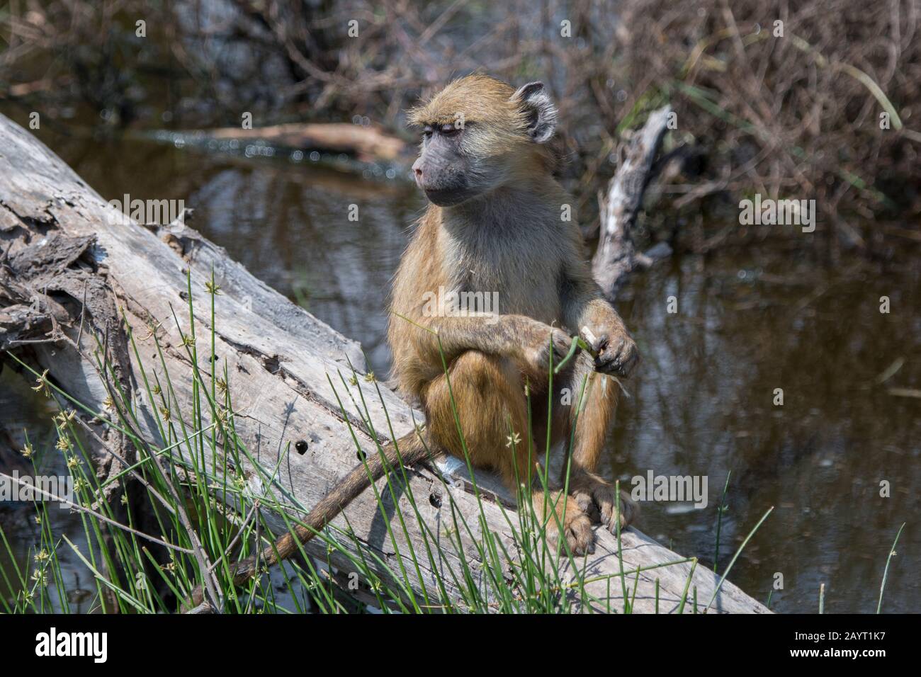 Un babouin jaune (Papio cynocephalus) juvénile dans le parc national d'Amboseli, au Kenya. Banque D'Images