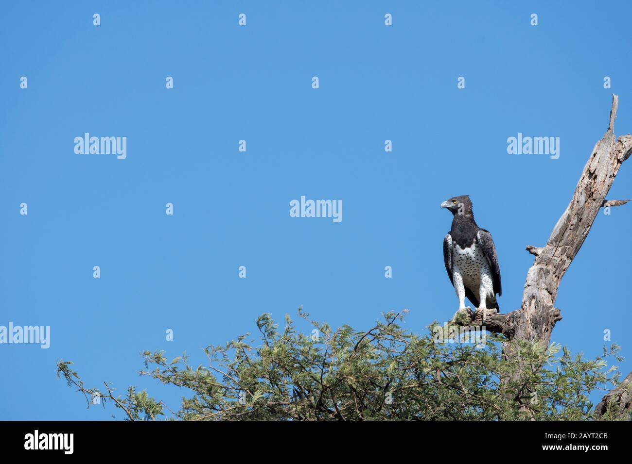Un aigle martial (Polemaetus bellicosus) est assis au sommet d'un arbre dans la Réserve nationale de Samburu au Kenya. Banque D'Images