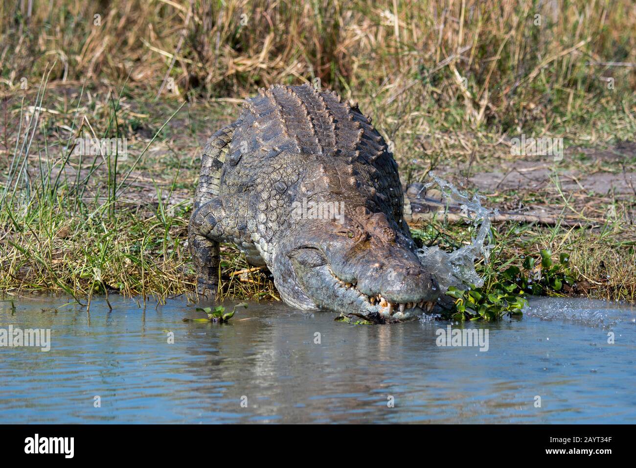 Un énorme crocodile du Nil (Crocodylus niloticus) qui glisse dans l'eau