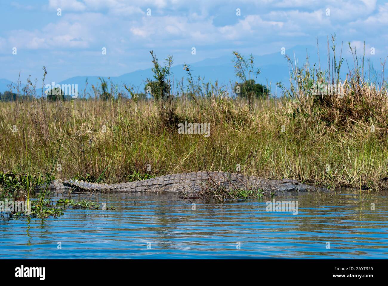 Un énorme crocodile du Nil (Crocodylus niloticus) au bord de l'eau de