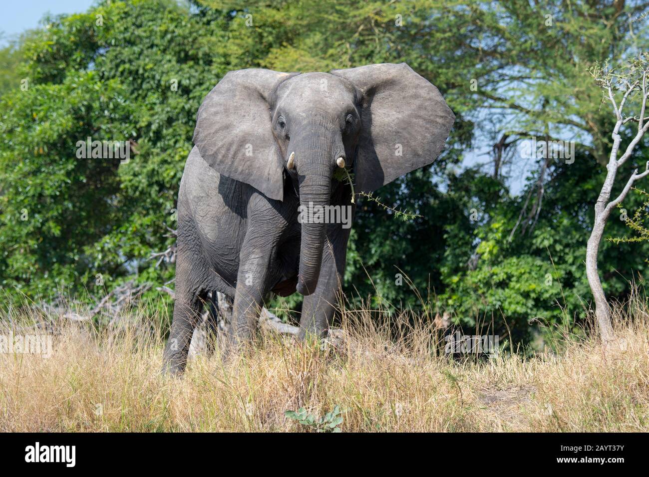 Éléphant d'Afrique dans le parc national de Liwonde, Malawi. Banque D'Images