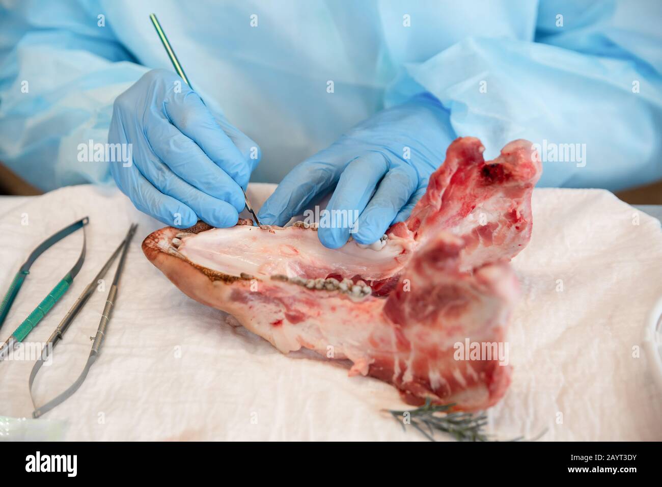 Le processus de formation en médecine dentaire. Mâchoire de porc comme outil d'apprentissage en chirurgie apicale. Banque D'Images