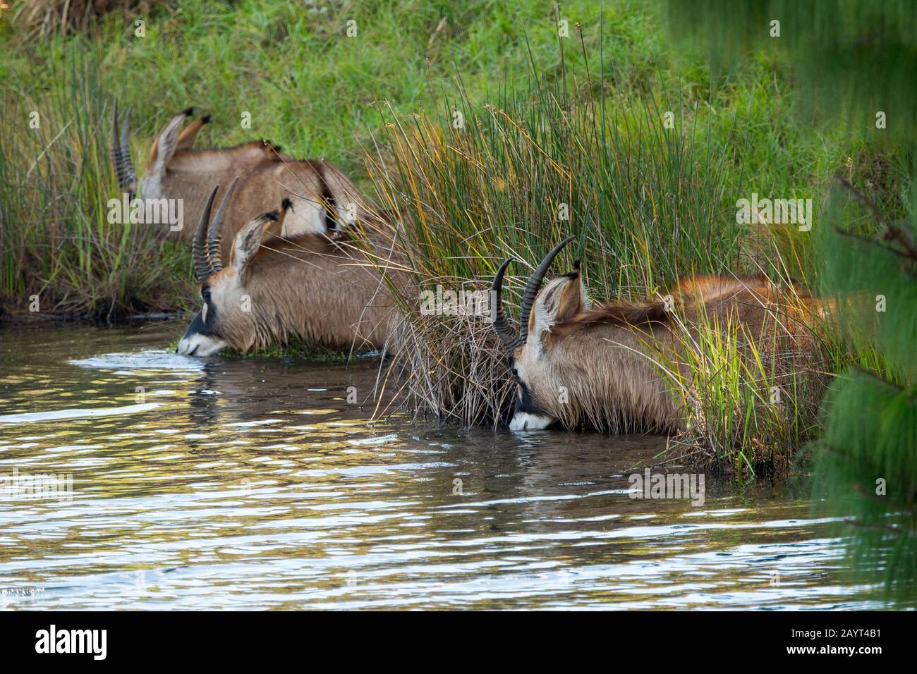 Roan antilopes (Hippotragus equinus) se nourrissant de plantes aquatiques d'un lac sur le plateau de Noika, parc national de Noika au Malawi. Banque D'Images