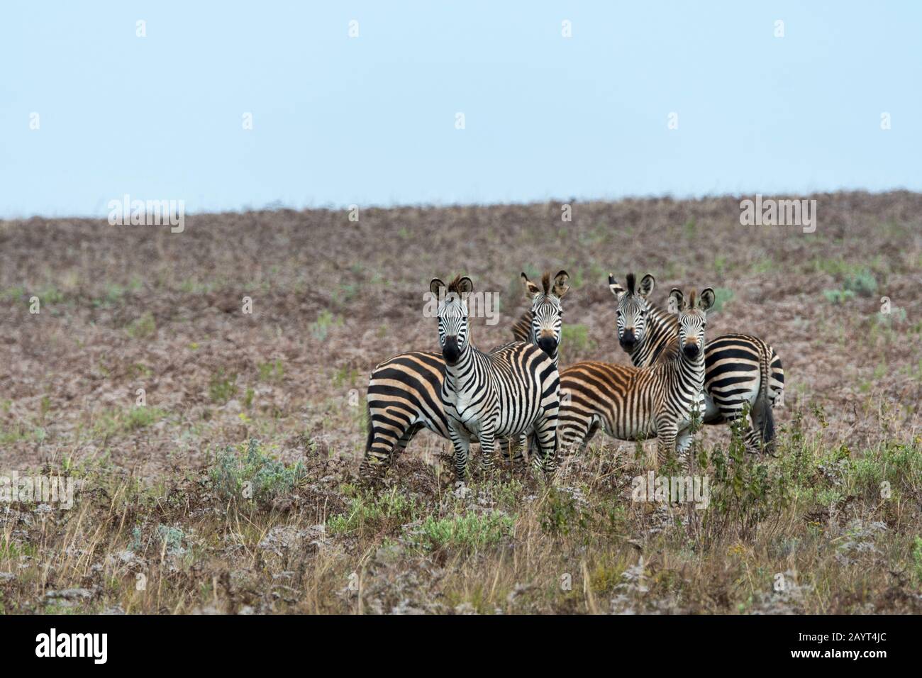 Crayshaws (Crawshay) zébra (Equus quagga rampshayi) dans les prairies du plateau de Noika, parc national de Noika au Malawi. Banque D'Images