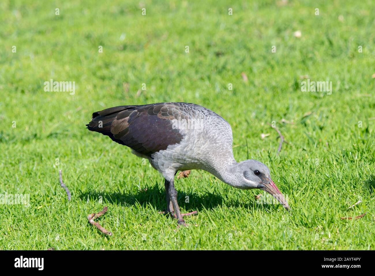 Hadada Ibis (Bostrychia hagedash) se nourrissant sur une pelouse aux jardins botaniques de Kirstenbosch au Cap, Afrique du Sud. Banque D'Images