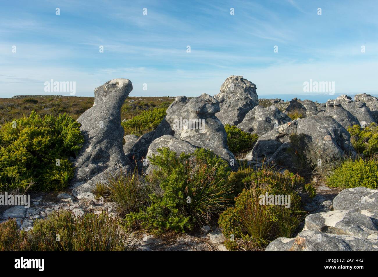 Paysage avec végétation et rochers dans le parc national au sommet de Table Mountain au Cap, Afrique du Sud. Banque D'Images