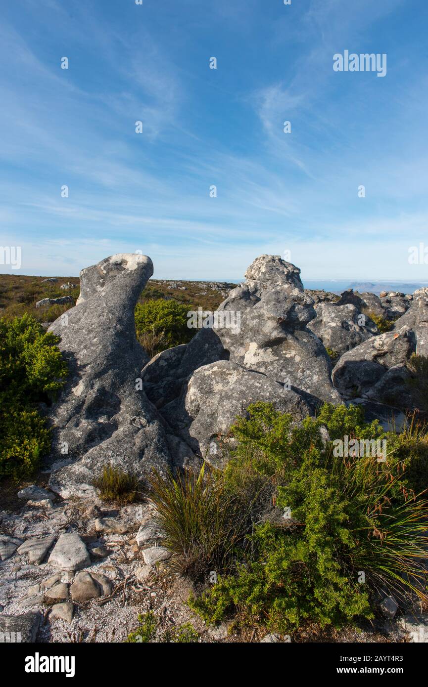Paysage avec végétation et rochers dans le parc national au sommet de Table Mountain au Cap, Afrique du Sud. Banque D'Images