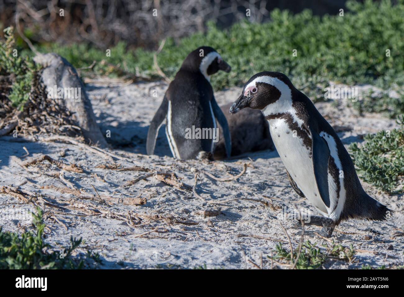 Pingouin africain (Spheniscus demersus) à la colonie de Boulder Beach, Simons Town près de Cape Town, Afrique du Sud. Banque D'Images