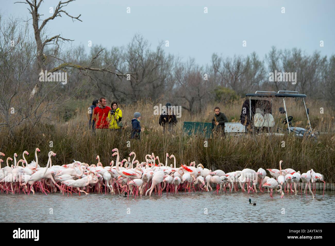 Les gens qui regardent De Grands flamingos (Phoenicopterus roseus) au Parc des oiseaux Pont de Grau, une réserve de biosphère désignée par l'UNESCO, près de Saintes Marie de Banque D'Images