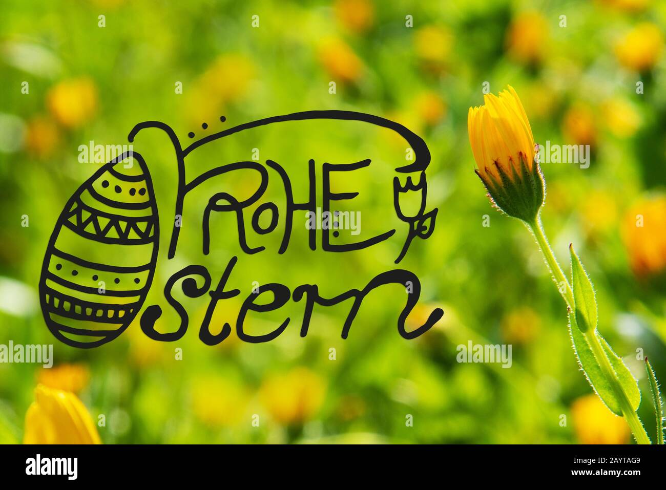 Yellow Spring Flower Meadow, Calligraphie Frohe Ostern Signifie Joyeuses Pâques Banque D'Images