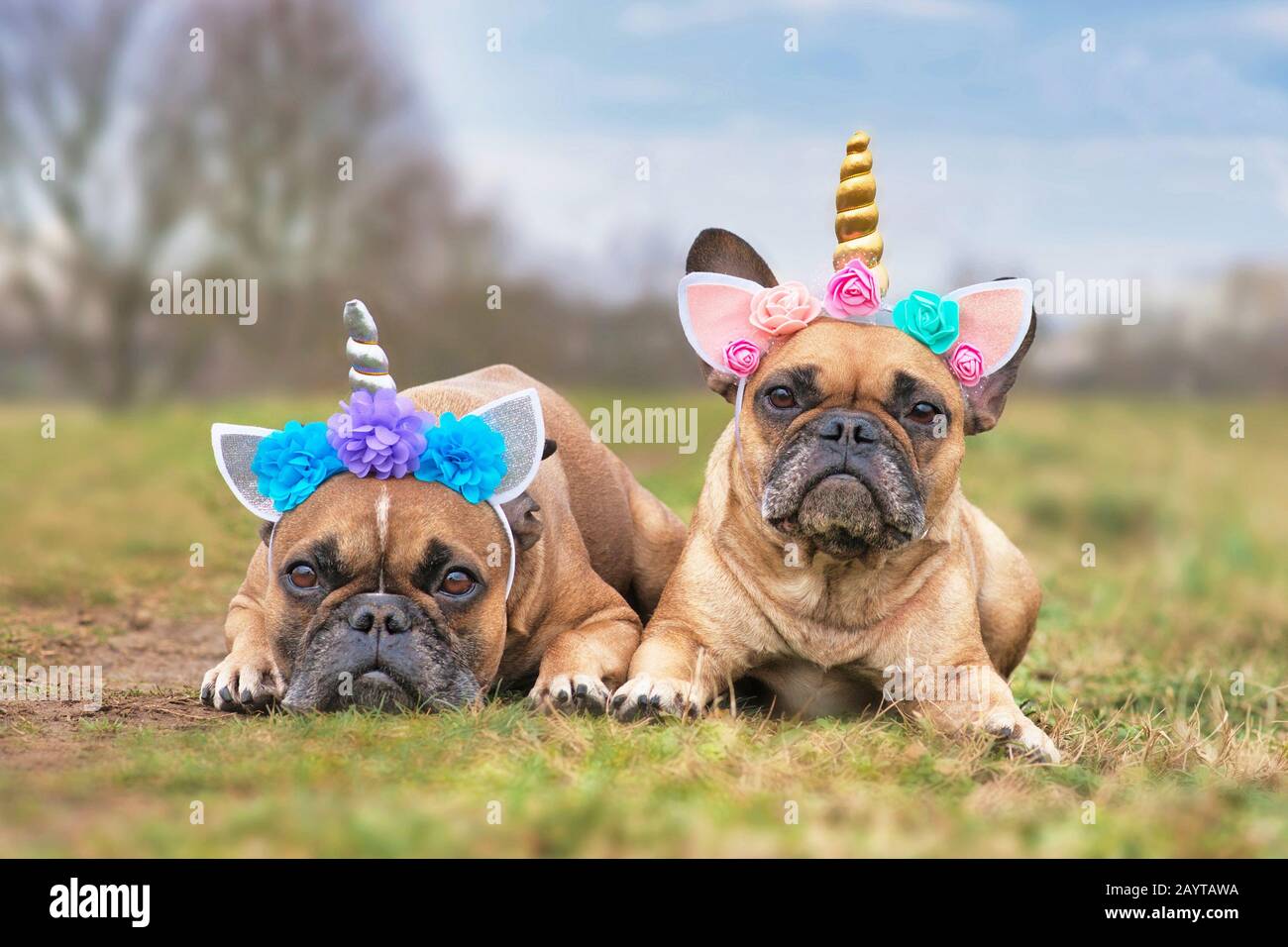 Paire de jolis chiens français Bulldog habillés de bandeaux fantaisie  unicorn avec fleurs couchées Photo Stock - Alamy