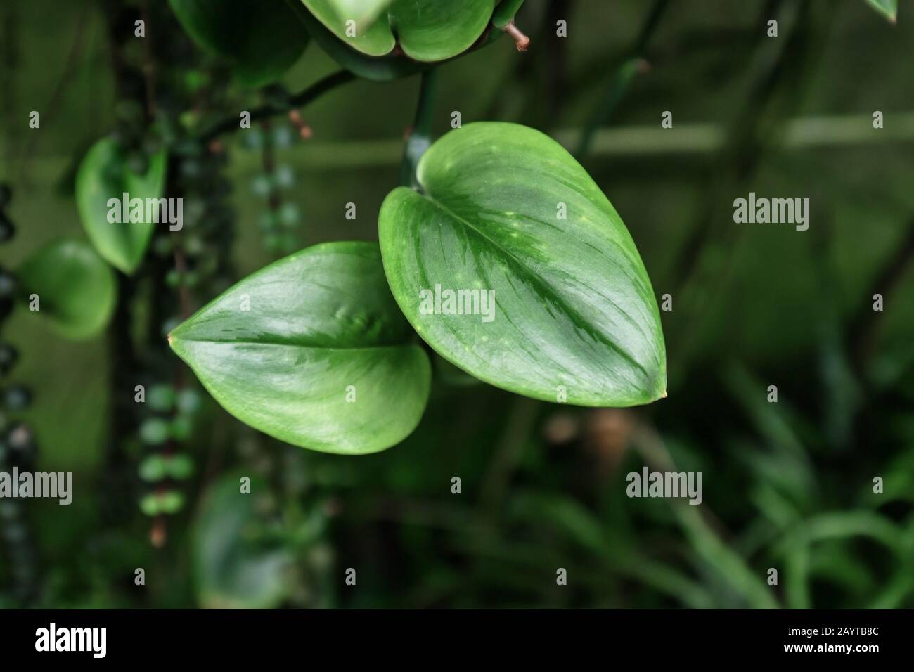 La maison tropicale 'Scindapsus Treubii Moonlight' donne des feuilles de plantes avec des inscriptions argentées légères Banque D'Images