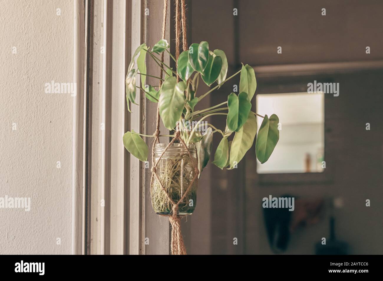 Philodendron dans un récipient en verre de réutilisation suspendu comme thème de printemps décoration à la maison Banque D'Images