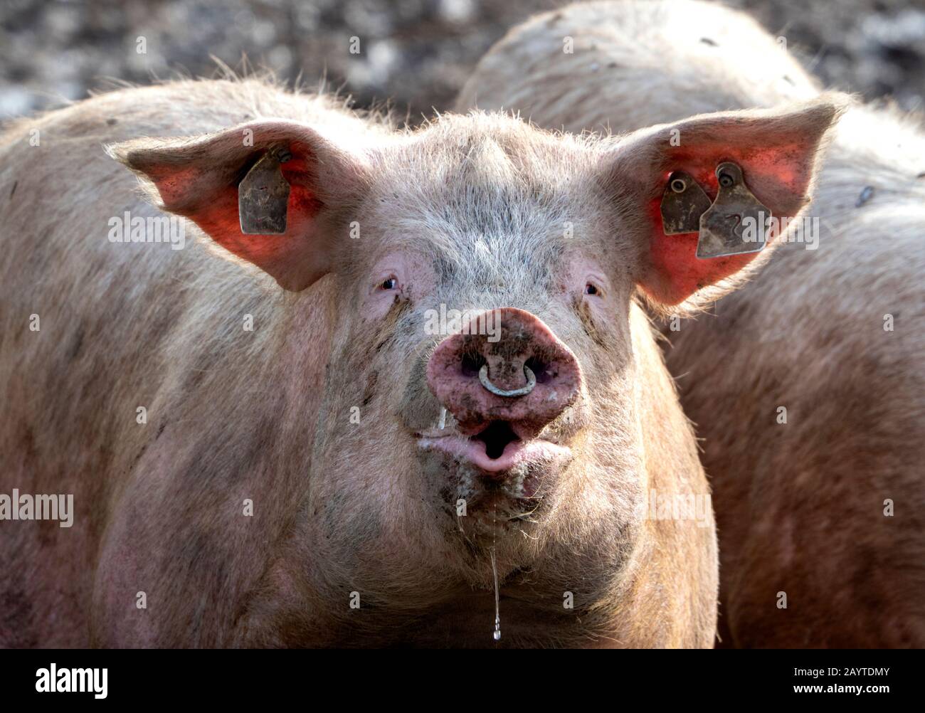 Porc gros, rose, poiré et slobing : les porcs domestiques, qui sont omnivores, sont des mammifères hautement sociaux et intelligents semblables, biologiquement, aux humains. Banque D'Images
